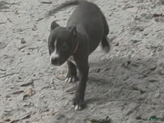 American Pit Bull Terrier dogs for sale: American Pit Bull Terrier 2 - Ad 2