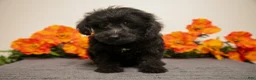 Yorkiepoo dogs for sale: Mister - Ad 2