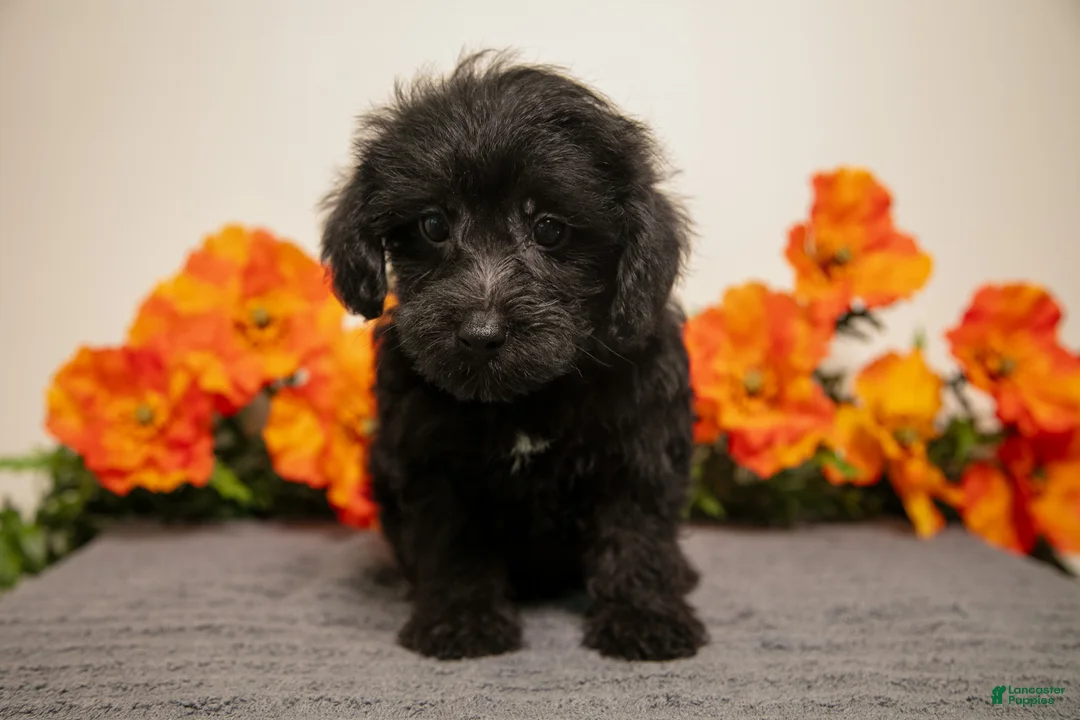 Yorkiepoo dogs for sale: Mister - Ad 2