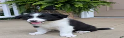 Border Collie dogs for sale: Tally - Ad 5