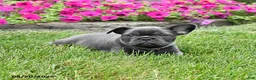 French Bulldog dogs for sale: Mandy - Ad 3