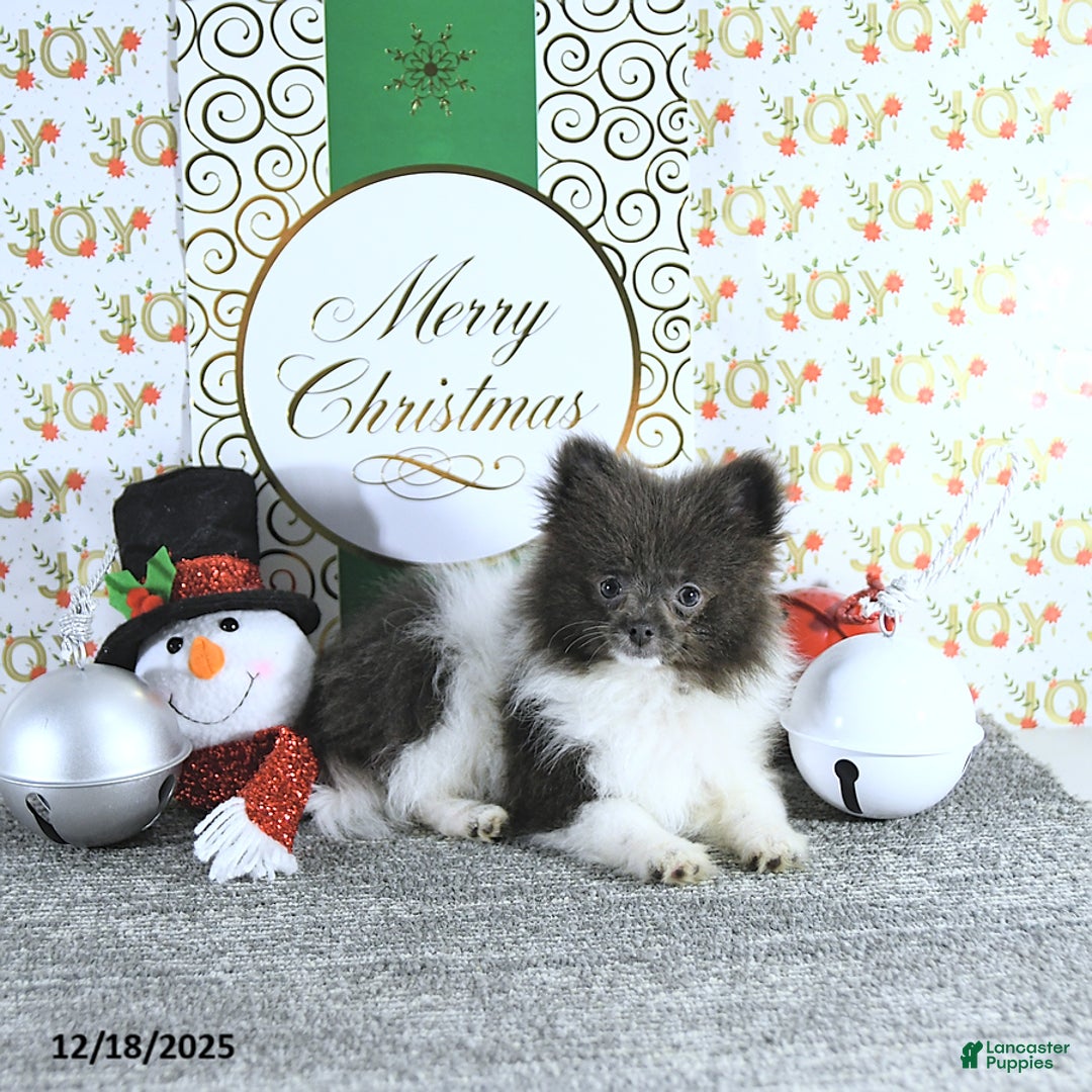 Pomeranian dogs for sale: Lana - Ad 8