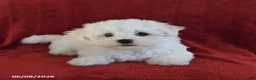 Maltese dogs for sale: Lance  - Ad 4