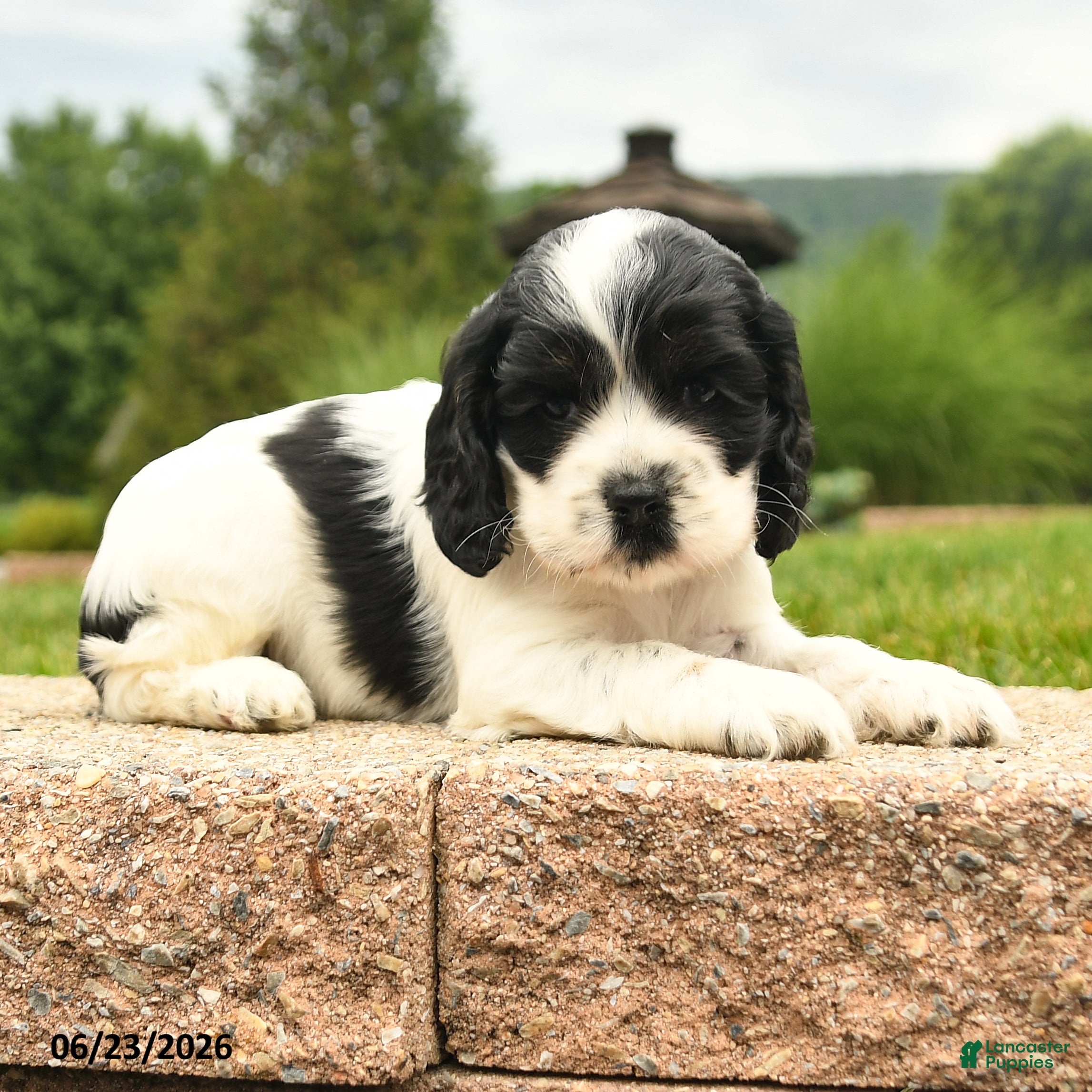 Cocker Spaniel dogs Leona - Ad 2