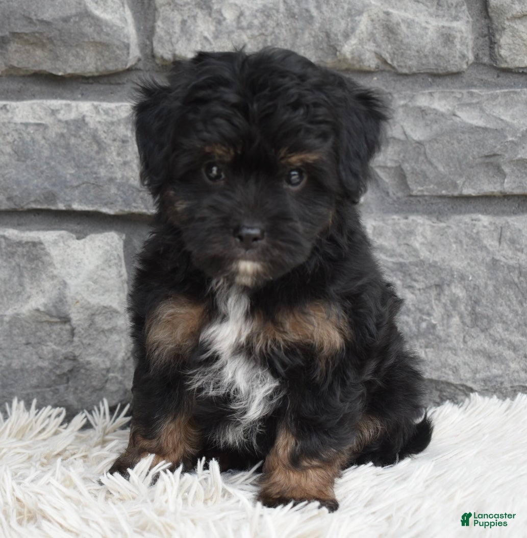 Mini Aussiedoodle dogs Charlie  - Ad 1