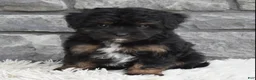 Mini Aussiedoodle dogs for sale: Charlie  - Ad 1