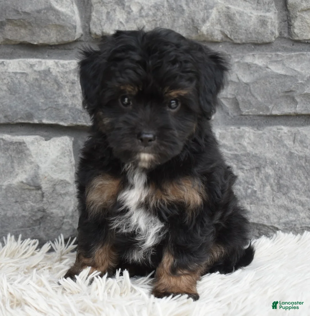 Mini Aussiedoodle dogs for sale: Charlie  - Ad 1