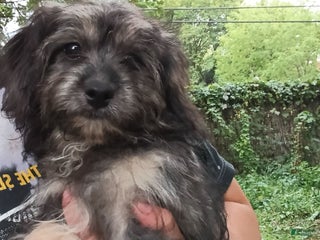 Mixed Breed dogs - Ad 38