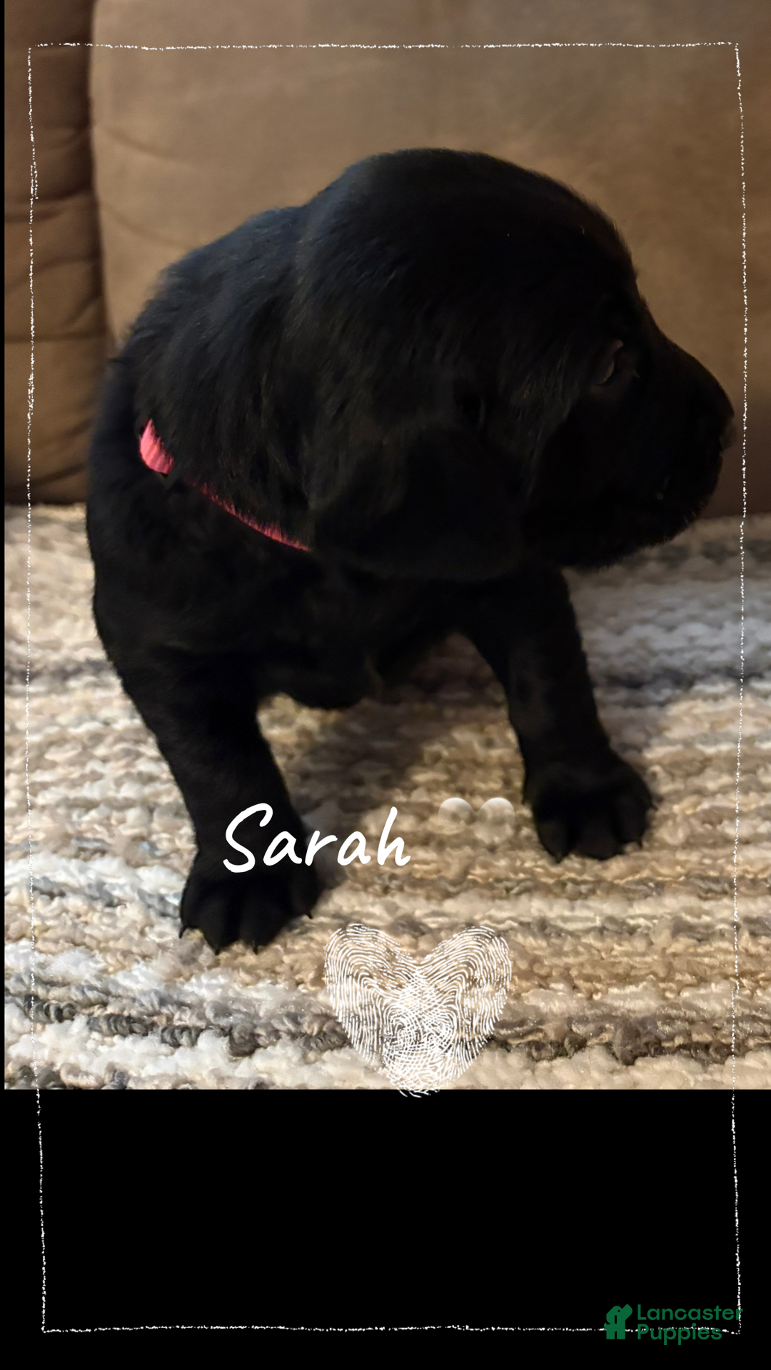 Mixed Breed dogs Golden Labradoodle Puppy 9 - Ad 17