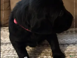 Mixed Breed dogs Golden Labradoodle Puppy 9 - Ad 17