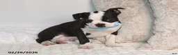 Boston Terrier dogs for sale: Bobby - Ad 3