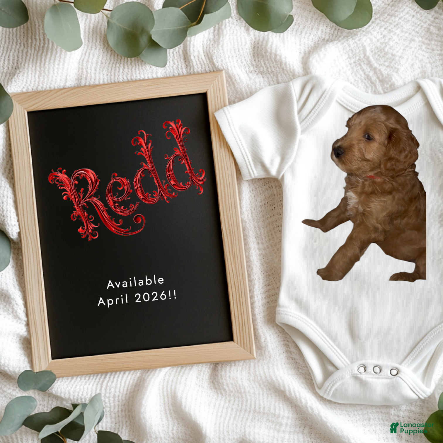 Goldendoodle dogs Redd - Ad 1