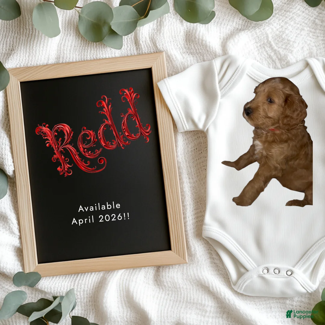 Goldendoodle dogs for sale: Redd - Ad 1