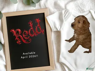 Goldendoodle dogs for sale: Redd - Ad 2