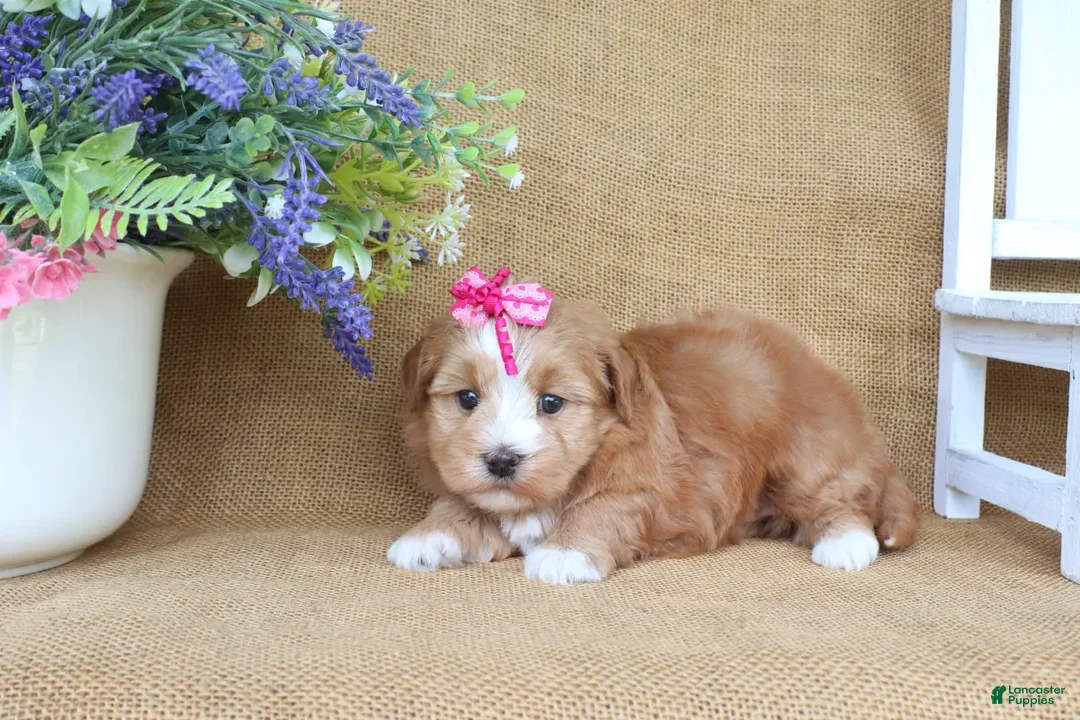 Havanese dogs for sale: Harmony - Ad 2