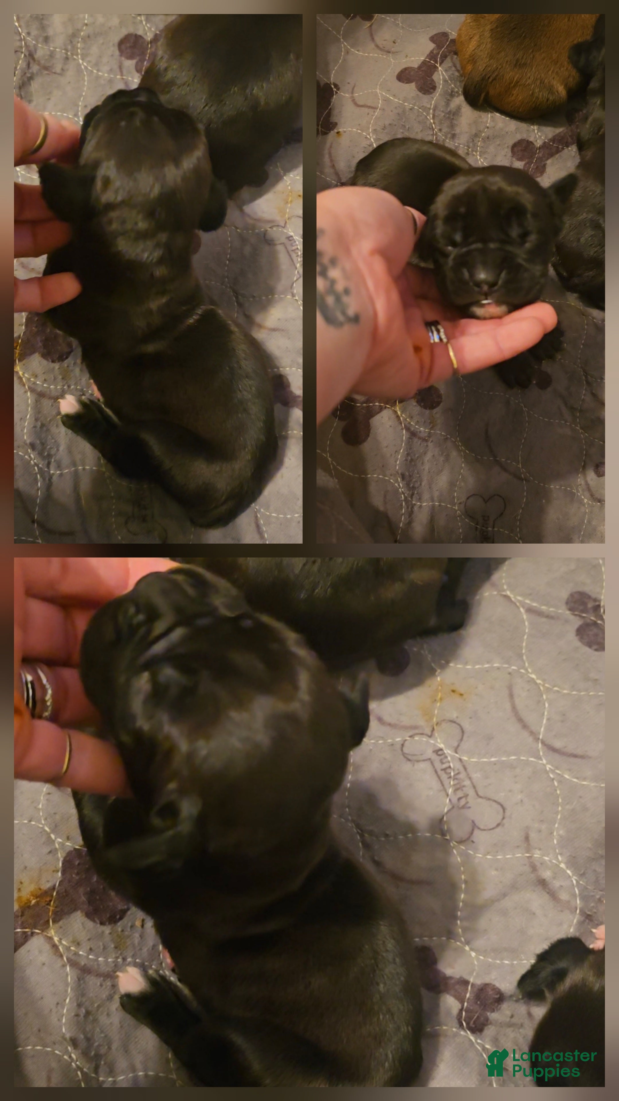 Boxer dogs for sale: Boxer 4 - Ad 40