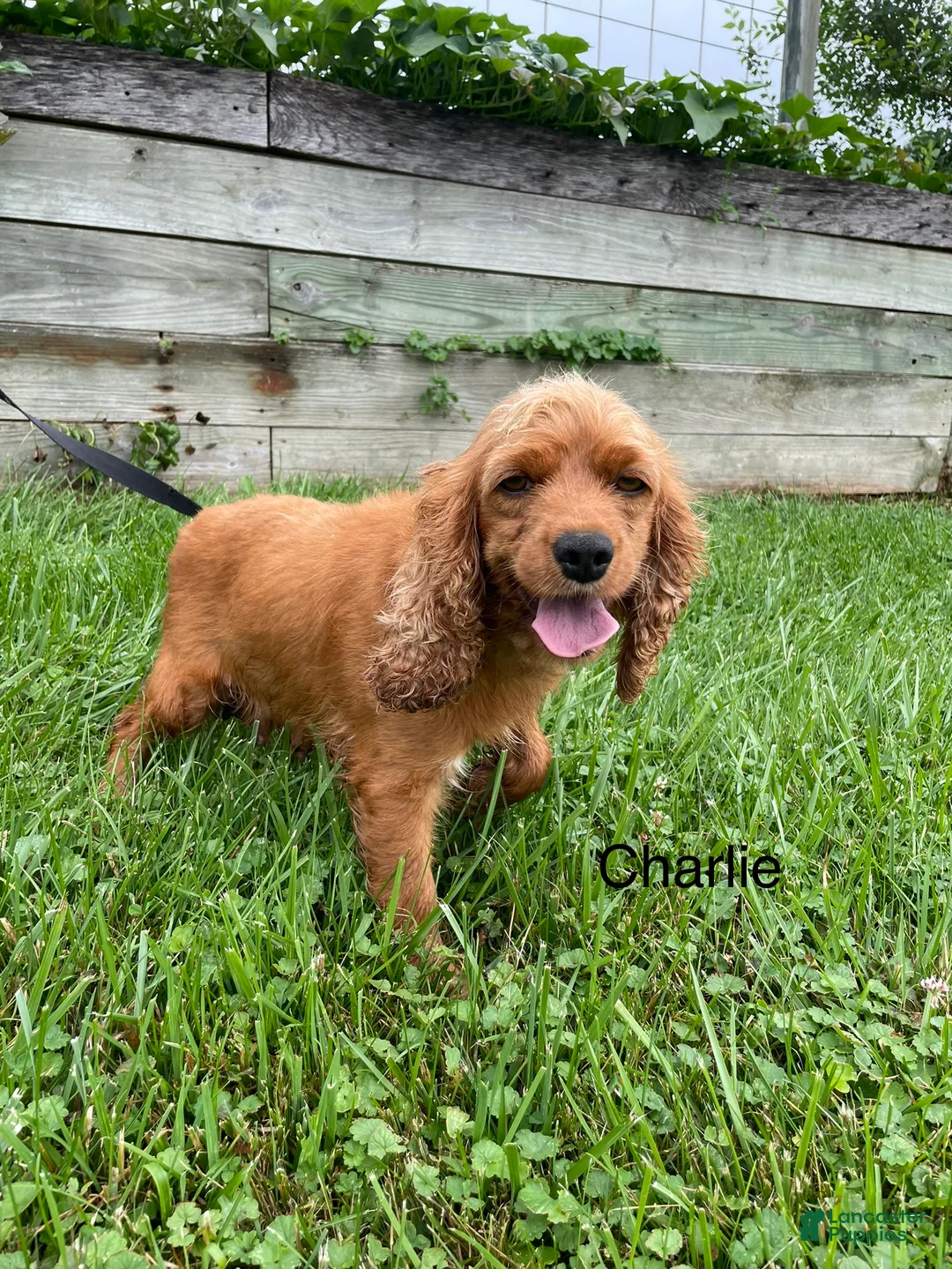 Cockapoo dogs for sale: Jack - Ad 5