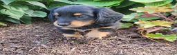 Miniature Dachshund dogs for sale: Vivian  - Ad 40