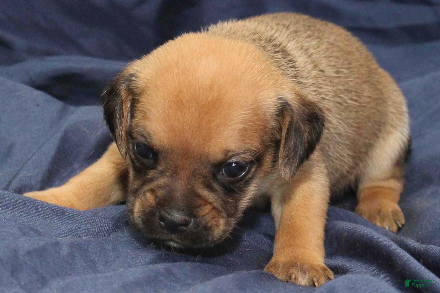 Puggle dogs for sale: Rey - Ad 27