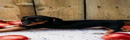 Miniature Dachshund dogs for sale: DNA Clear Black & Tan Piebald Smooth Coat Dachshund Puppy - Ad 9