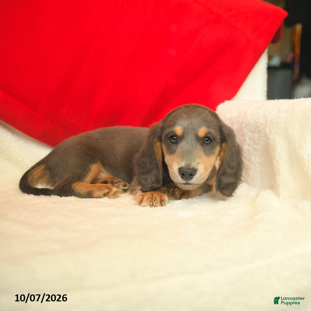 Dachshund dogs for sale: Murphy  - Ad 2