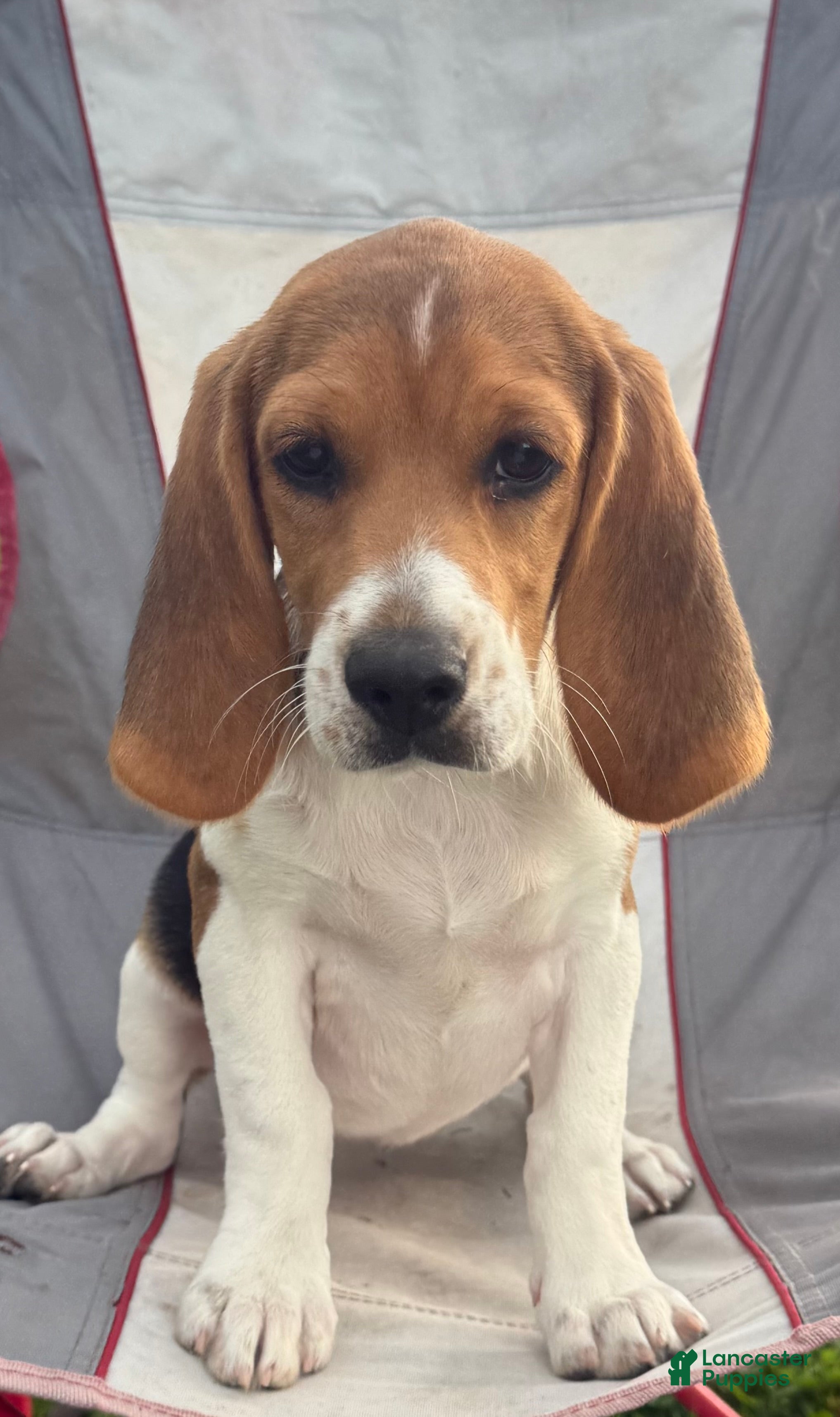 Beagle dogs Aspen - Ad 2