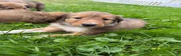 Mixed Breed dogs for sale: Miley - Ad 6