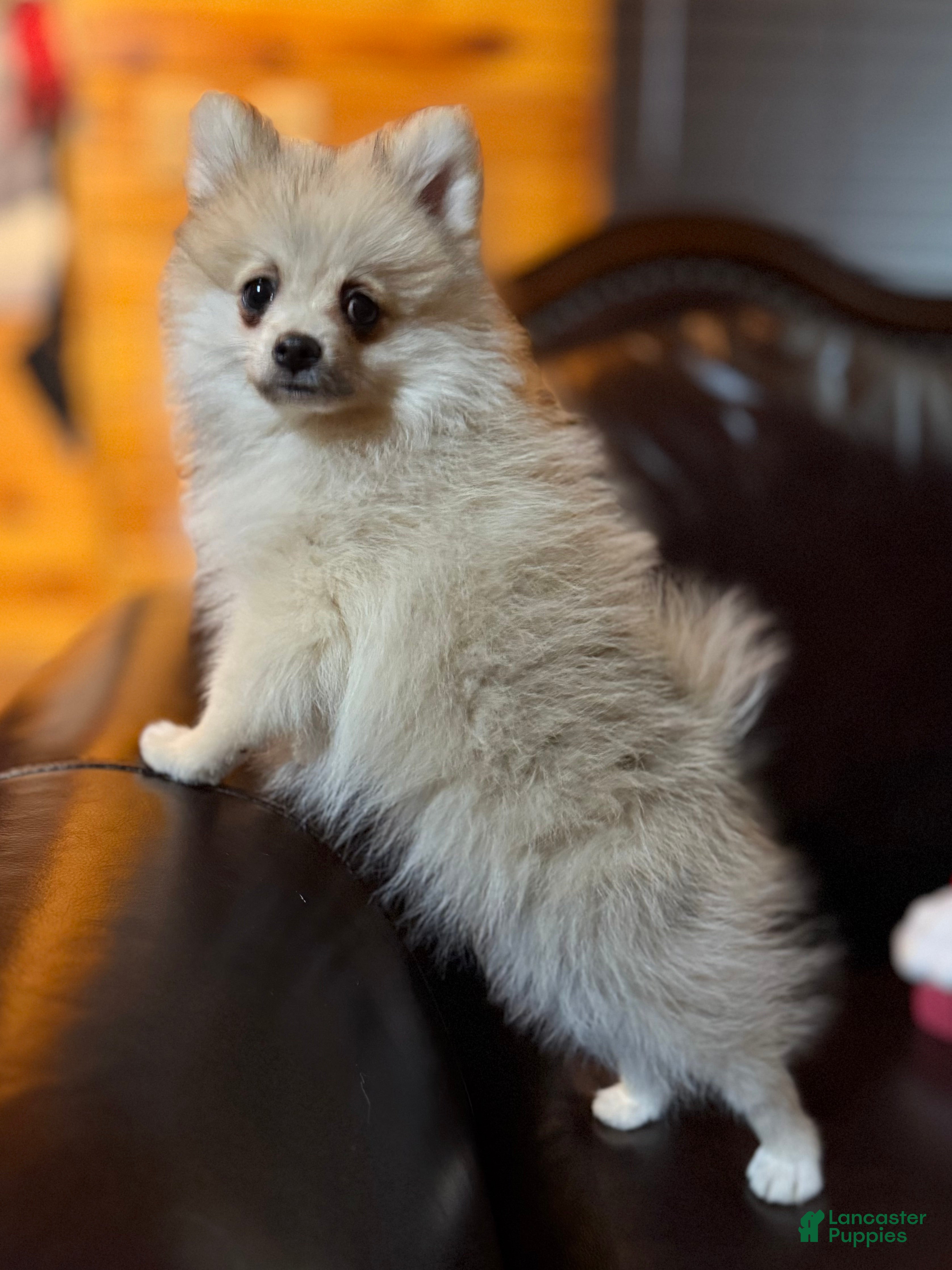 Pomeranian dogs Sweet Cash - Ad 37