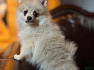 Pomeranian dogs Sweet Cash - Ad 37