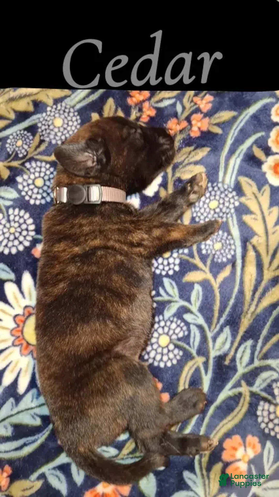 English Mastiff dogs for sale: Cedar - Brindle English Mastiff Puppy - Ad 2