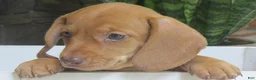 Miniature Dachshund dogs for sale: Jasper - Ad 5