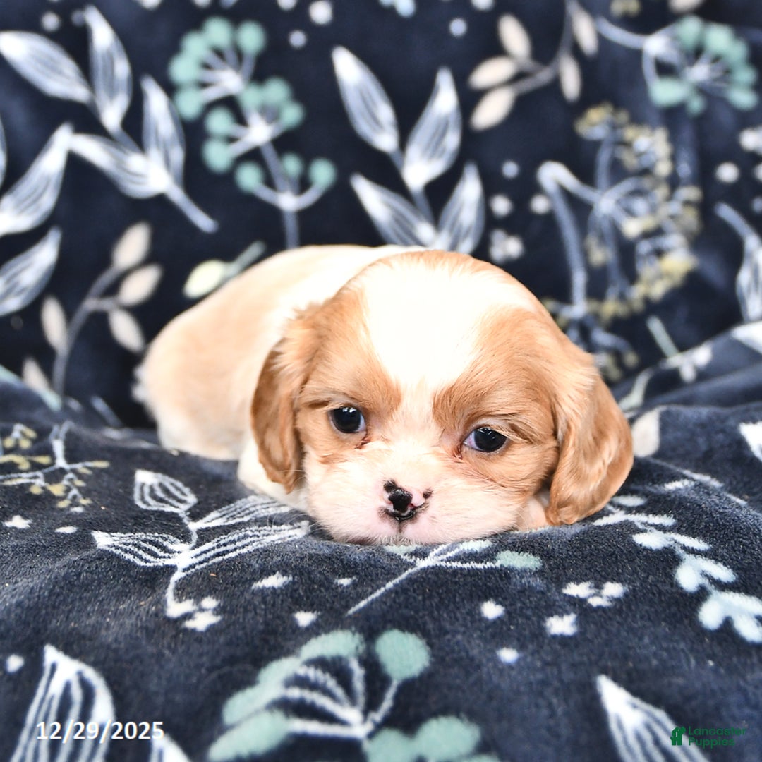 Mixed Breed dogs for sale: Buster - Ad 4