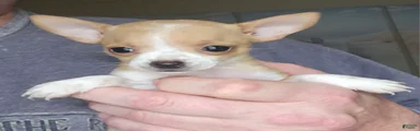 Sue
