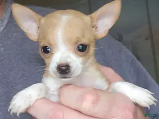 Chihuahua dogs for sale: Sue - Ad 2
