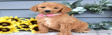 Roxanne