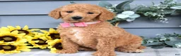Standard Poodle dogs for sale: Roxanne - Ad 1