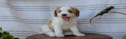 Cavapoo dogs for sale: Macy - Ad 5