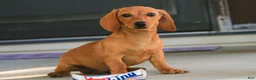 Miniature Dachshund dogs for sale: Clifford Miniature Dachshund  - Ad 7