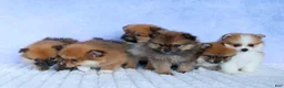 Pomeranian dogs for sale: Flynn  - Ad 23