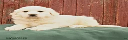 Great Pyrenees dogs for sale: Rufus - Ad 3