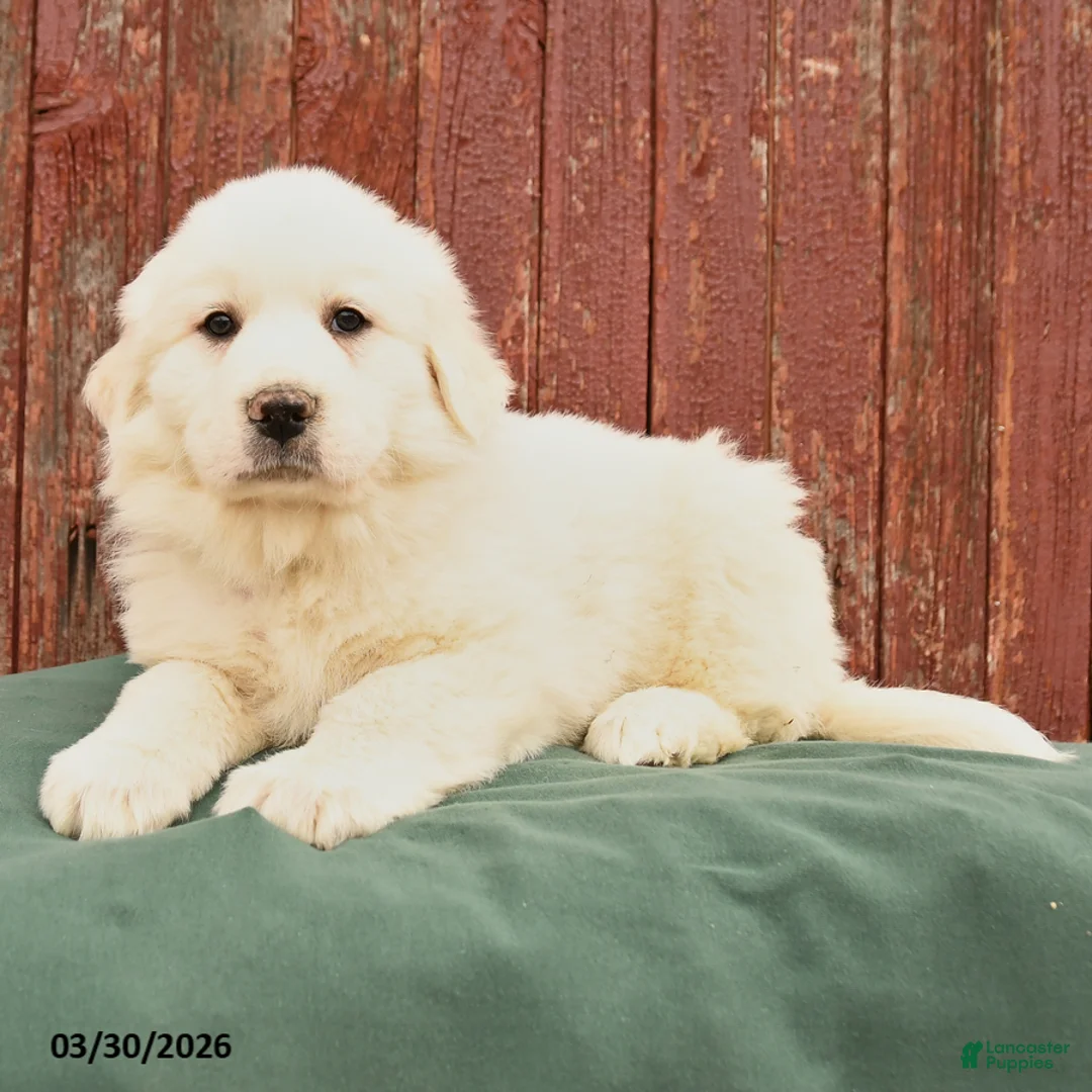Great Pyrenees dogs for sale: Rufus - Ad 3