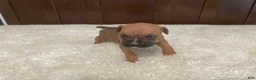 Boxer dogs for sale: Colt - Ad 4