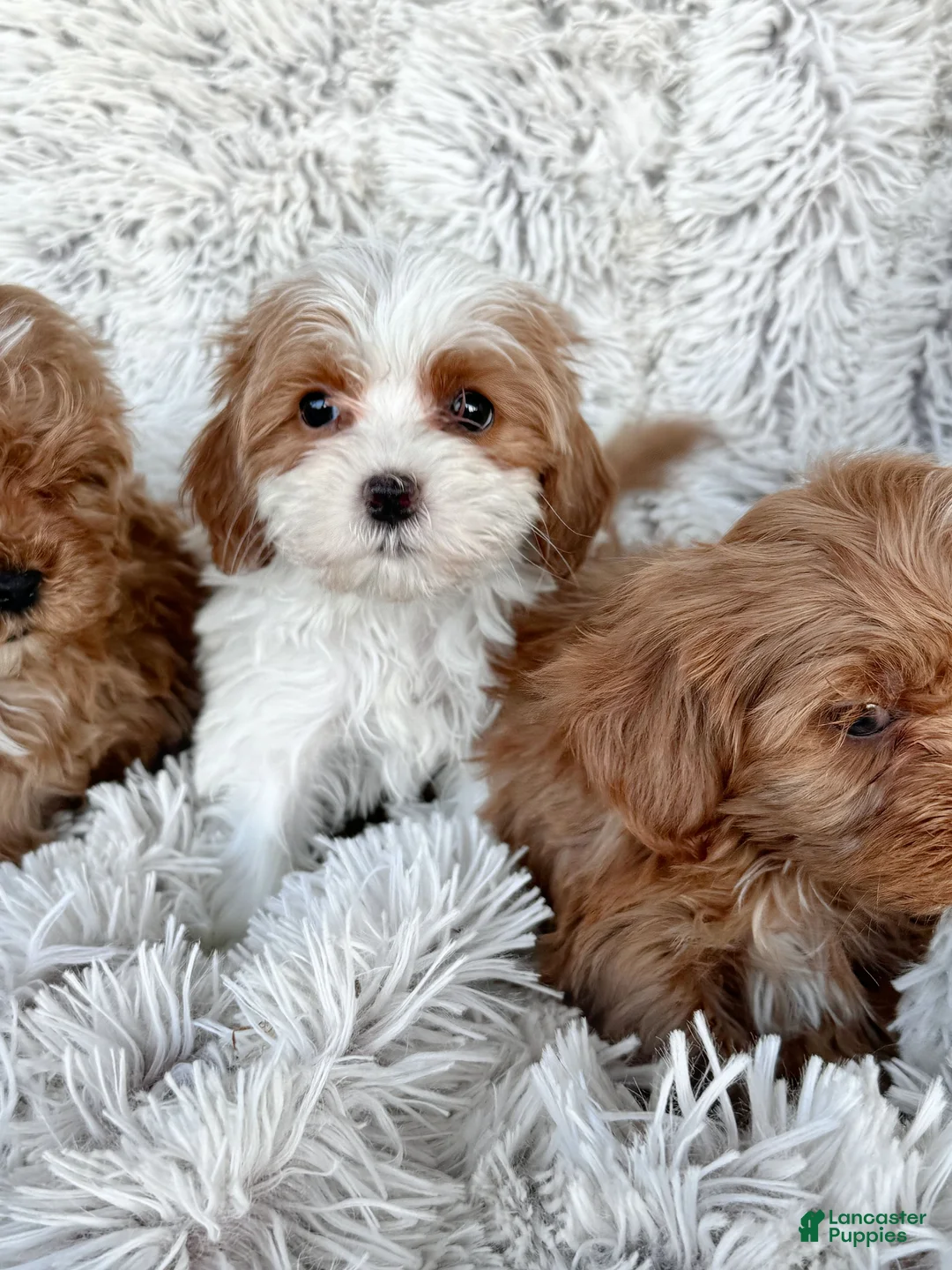Cavapoo dogs for sale: Truffle - Ad 1