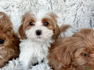 Cavapoo dogs Truffle - Ad 11