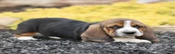 Basset Hound dogs for sale: Liza  - Ad 3