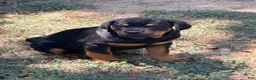 Rottweiler dogs for sale: Rottweiler 2 - Ad 3
