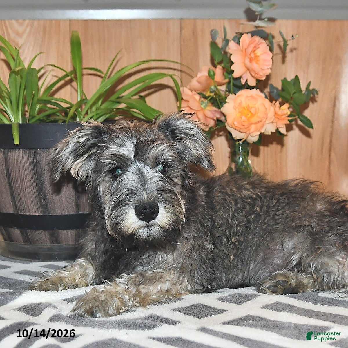 Miniature Schnauzer dogs Mindy - Ad 2