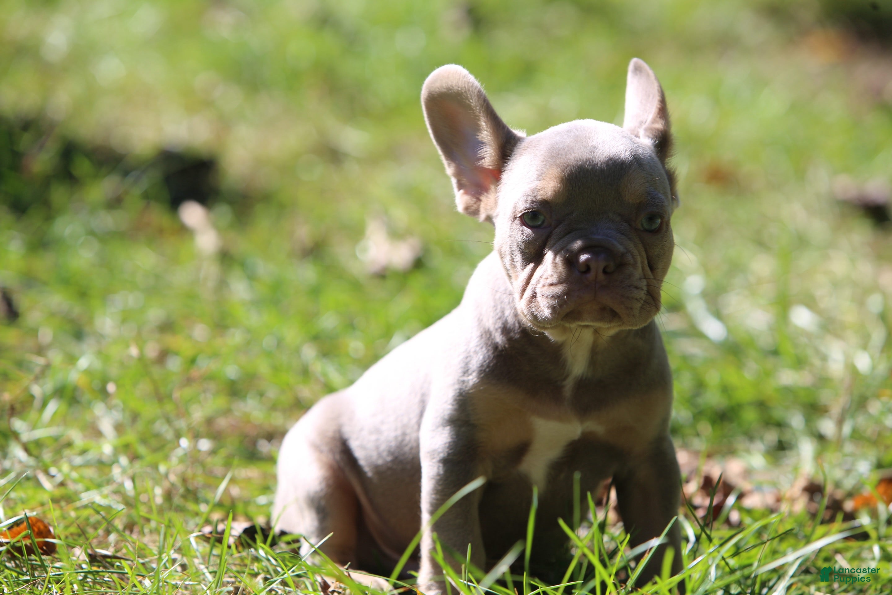 French Bulldog dogs Boa - Ad 1