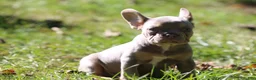 French Bulldog dogs for sale: Boa - Ad 1