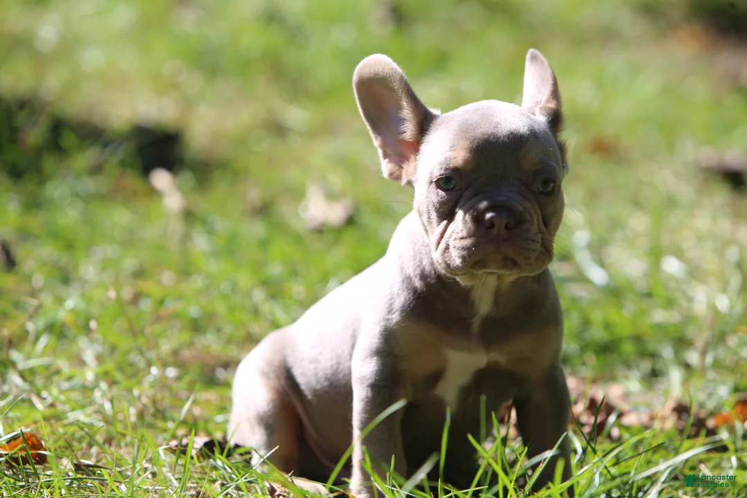 French Bulldog dogs for sale: Boa - Ad 1